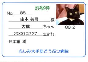 由本家の大橋君です。優秀な輸血猫です。